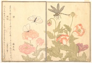 Butterfly; Dragonfly, from the Picture Book of Crawling Creatures