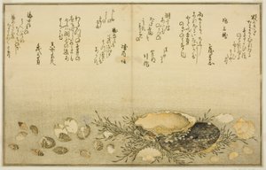 Chidori-gai, itaya-gai, awabi, utsuse-gai, asari-gai, and monoara-gai, from the illustrated book "Gifts from the Ebb Tide"