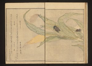Cicada and Spider on Corn by Kitagawa Utamaro