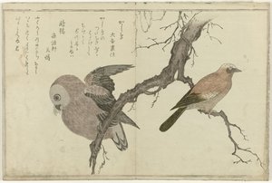 Jay and Owl