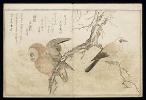 Jay on the Right and an Owl on the Left, from an Album 