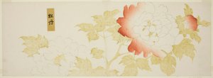 Peonies