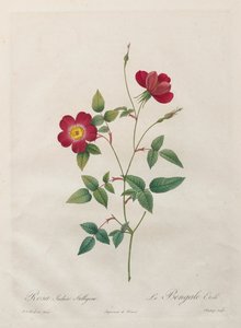 Rosa Indica Stelligera by Kitagawa Utamaro