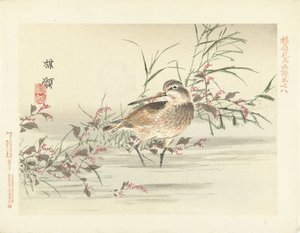 Snipe by Kono Bairei