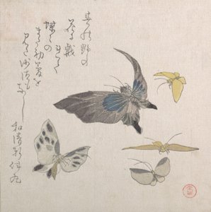 Butterflies, 19th century by Kubo Shunman