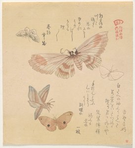 Butterflies and Moths, from the series A Flock of Butterflies by Kubo Shunman