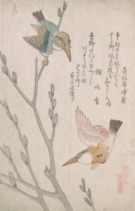 Kingfishers and Pussy-willow