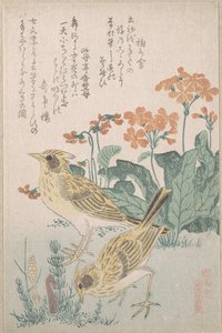 Skylarks and Primroses, from the Series An Array of Birds, from Spring Rain Surimono Album by Kubo Shunman
