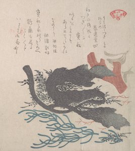 Various Seaweed