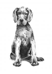 Adorable Great Dane Puppy