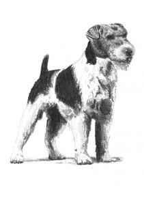 Alert Wire Fox Terrier