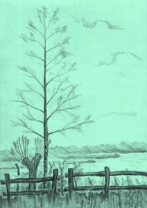 Bare Tree Landscape