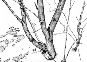Bare Winter Branches by Kulik