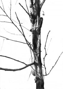 Bare Winter Tree by Kulik
