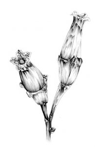 Botanical Flower Study