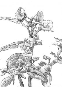 Botanical Growth Sketch