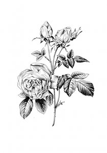 Classic Botanical Rose