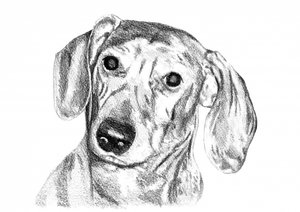 Curious Dachshund Sketch by Kulik