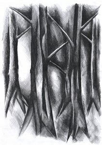 Dark Mysterious Forest