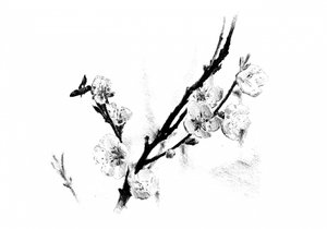 Delicate Blossom Sketch