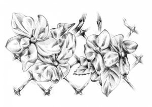 Delicate Floral Drawing by Kulik
