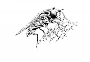 Detailed Fly Drawing by Kulik