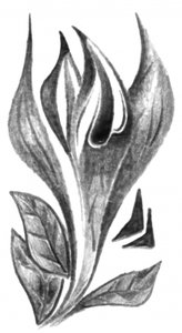 Elegant Botanical Sketch