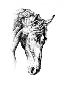 Elegant Horse Drawing