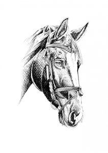 Elegant Horse Portrait