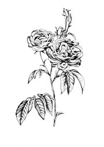 Elegant Rose Blooms