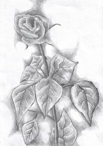 Elegant Rose Sketch