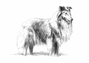 Elegant Rough Collie Drawing