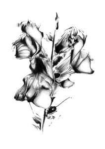 Elegant Withered Bloom