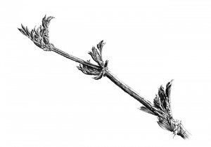 Emerging Spring Branch by Kulik