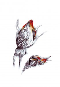 Fiery Rose Buds by Kulik