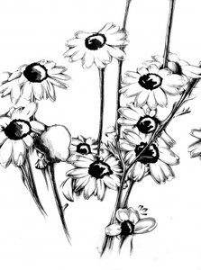 Floral Nature Art Drawing Sketch 15 by Kulik