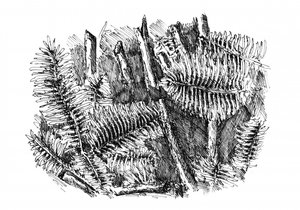 Forest Floor Ferns