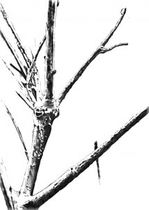 Frozen Winter Branches by Kulik