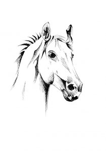 Graceful Horse Portrait