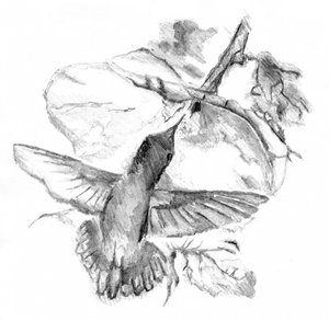 Graceful Hummingbird Flight