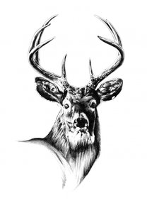 Majestic Buck Portrait by Kulik