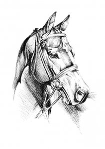 Majestic Horse Drawing