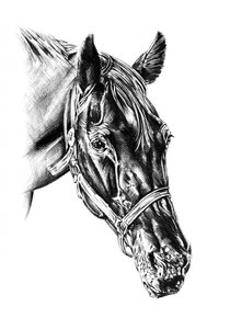 Majestic Horse Head