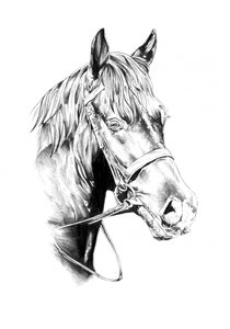 Majestic Horse Portrait