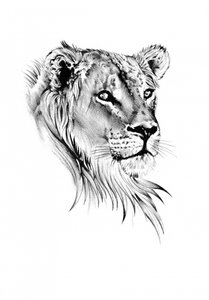 Majestic Lioness Gaze by Kulik