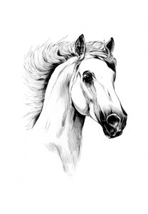 Majestic White Horse by Kulik
