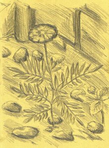 Marigold Plant Sketch by Kulik
