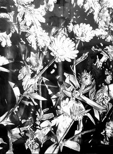 Monochrome Garden Blooms by Kulik
