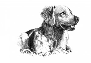 Noble Dog Portrait by Kulik