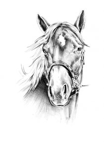 Noble Horse Drawing